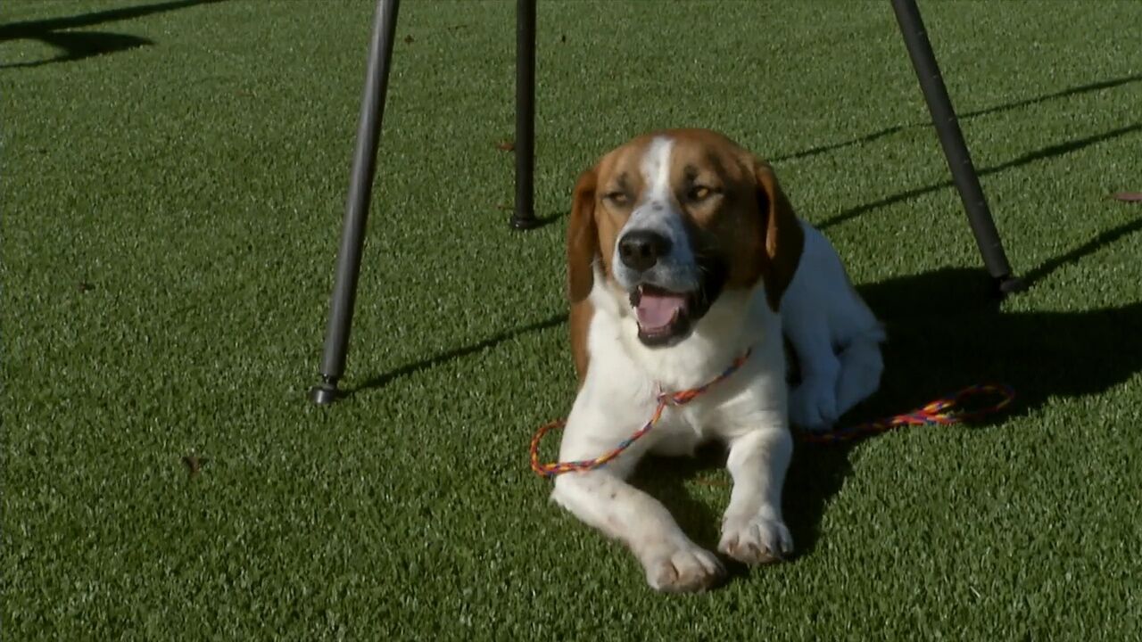 PAUL'S PETS: 'Winston,' the dog up for adoption at the Humane Educational Society